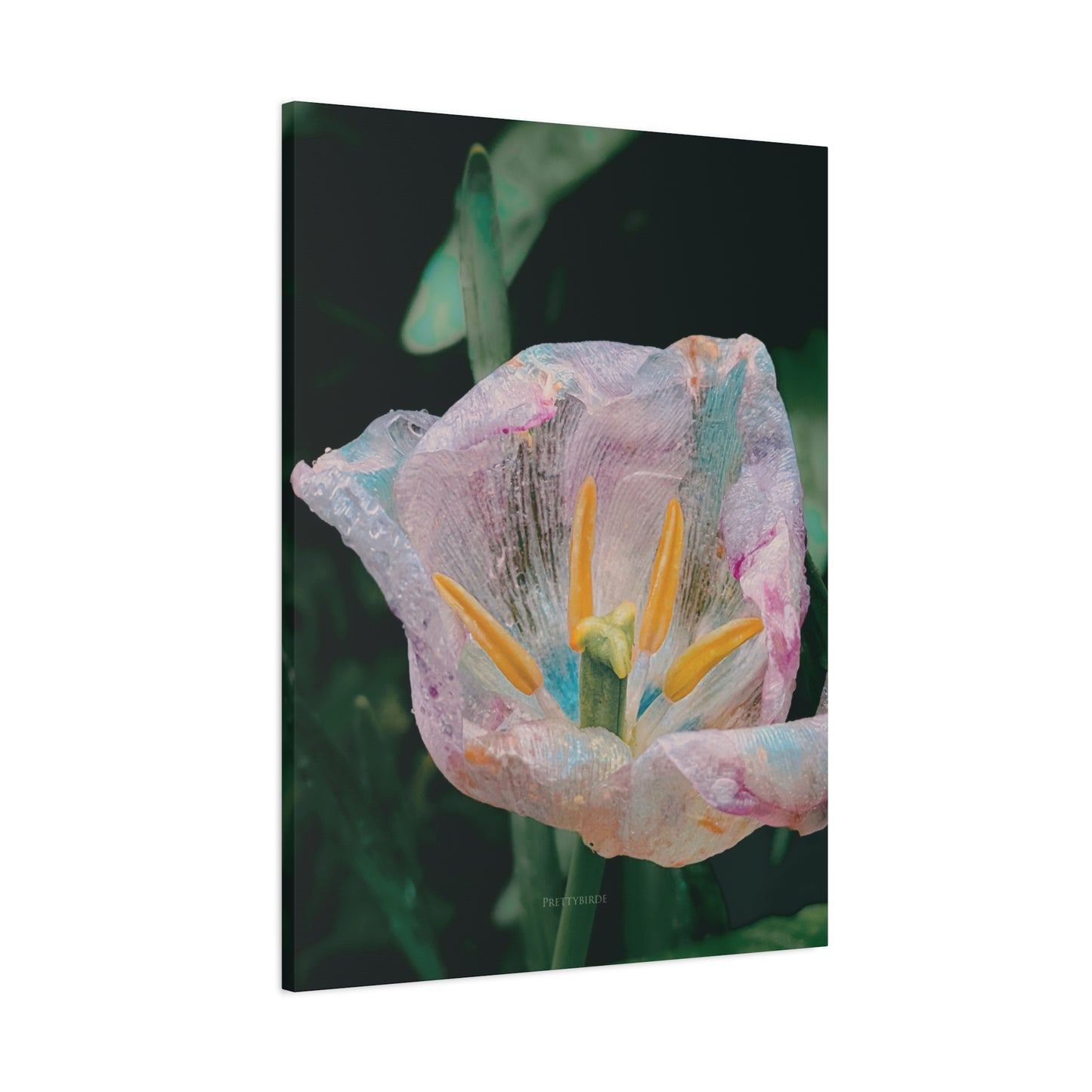 Crystalline Tulip Photography Canvas Print By Prettybirde | Little Moon Bird