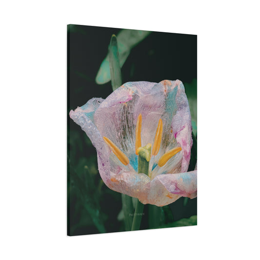 Crystalline Tulip Photography Canvas Print By Prettybirde | Little Moon Bird