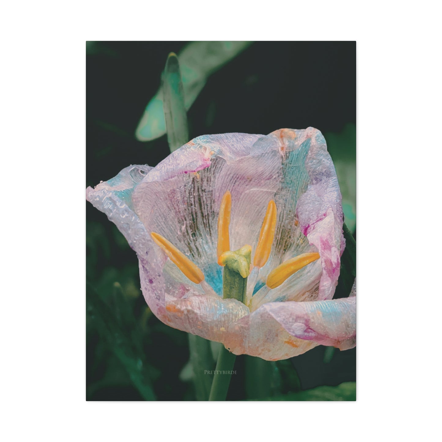 Crystalline Tulip Photography Canvas Print By Prettybirde | Little Moon Bird